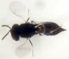 Catolaccus crassiceps